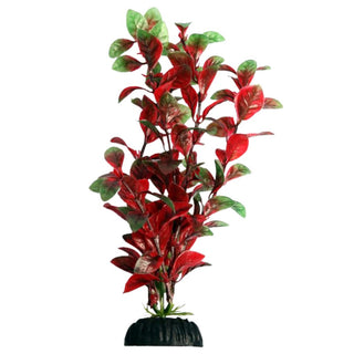 Aqua One Hygro Red