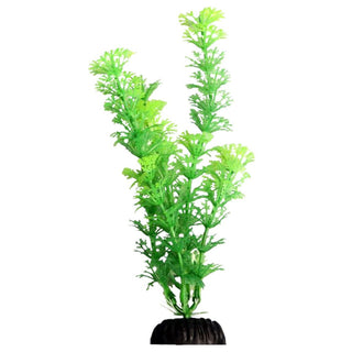 Aqua One Green Ambulia
