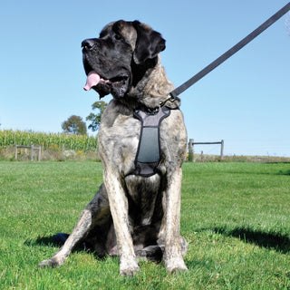Walk 'n Train Front-Connect Padded Dog Harness