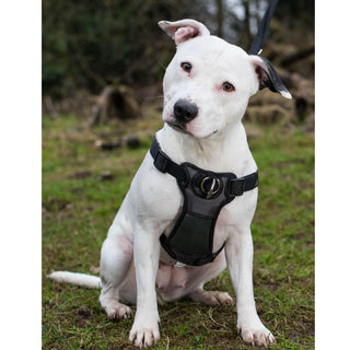 Walk 'n Train Front-Connect Padded Dog Harness