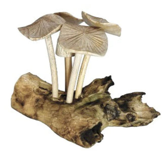Mushrooms Toadstools Group of 5 on Log Wood