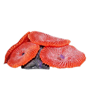 Aqua One Copi Coral Buttons