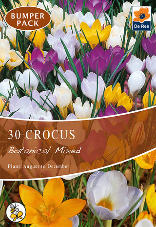 Crocus Botanical Mixed 5/7 30pk