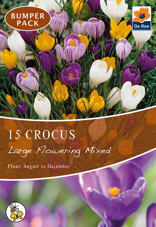 Crocus Large Flowering Mixed 7/8 15pk