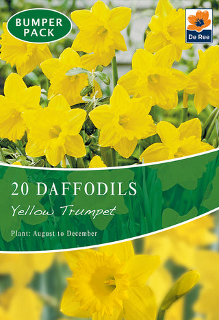 Daffodil Yellow Trumpet 12/14 20pk