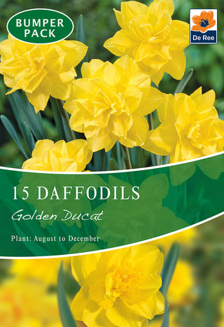 Daffodil Golden Ducat 12/14 15pk