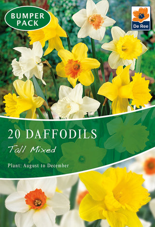 Daffodil Tall Mixed 12/14 20pk