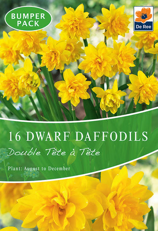 Dwarf Daffodil Double Tete a Tete