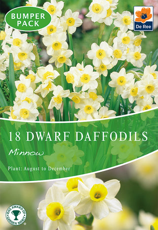 Dwarf Daffodil Minnow 8/10 18pk