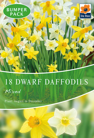 Dwarf Daffodil Mixed 8/10 18pk