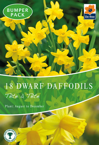 Dwarf Daffodil Tete a Tete