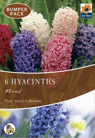 Hyacinth Mixed Pack