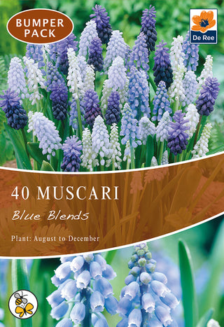 Muscari Blue Blends 7/8 40pk