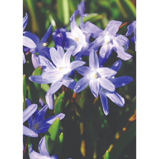 SCILLA siberica 6/7cm 10 Pack
