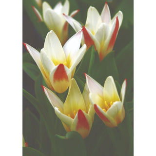 TULIP kaufmanniana Johann Strauss 10/11cm 5 Pack