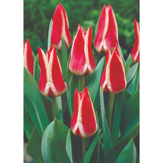 TULIP greiggi Pinocchio 10/11cm 5 Pack