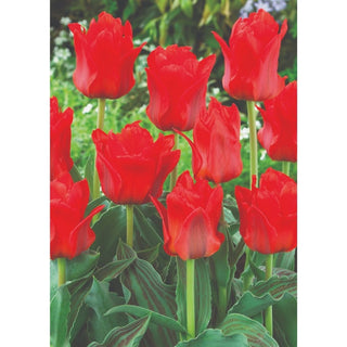TULIP Rockery Red Riding Hood 10/11cm 5 Pack