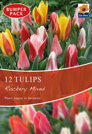 Tulips Rockery Mixed 10/11 12pk