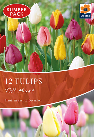 Tulips Tall Mixed 10/11 12pk