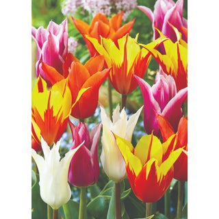 TULIP kaufmanniana mixed 9/10cm 5 Pack
