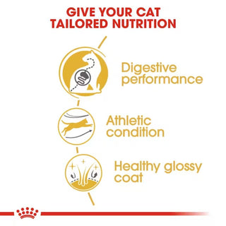 Royal Canin FBN Bengal