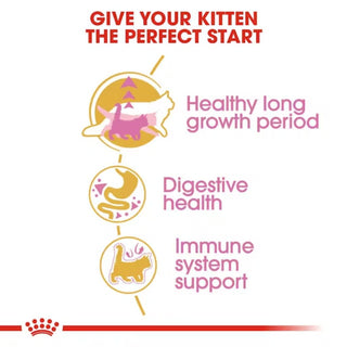 Royal Canin FBN Maine Coon Kitten