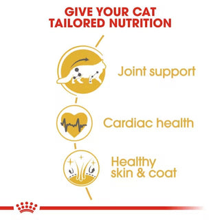 Royal Canin FBN Maine Coon