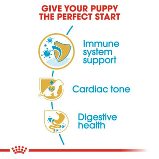 Royal Canin BHN Cavalier King Charles Puppy