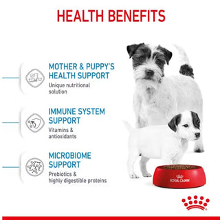 Royal Canin SHN Mini Starter Mother & Babydog