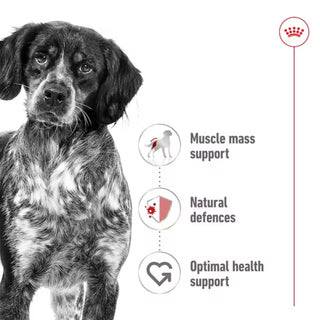 Royal Canin SHN Medium Adult Loaf In Can