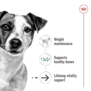 Royal Canin SHN Mini Ageing Loaf In Can