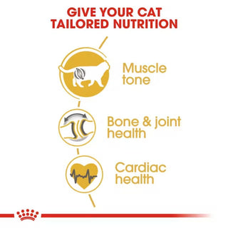 Royal Canin FBN British Shorthair