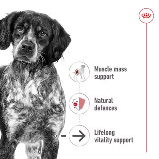 Royal Canin SHN Medium Ageing Loaf In Can