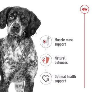 Royal Canin SHN Medium Adult
