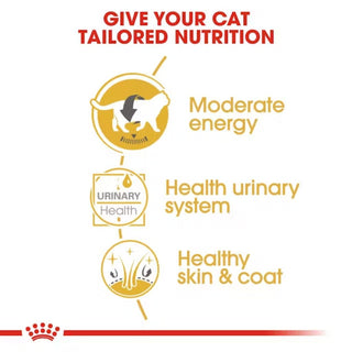 Royal Canin Feline Breed Nutrition British Shorthair