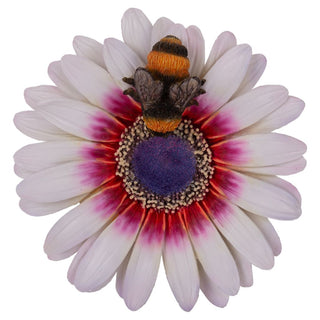 Vivid Arts Hanging Zulu Daisy/Bee