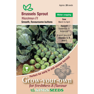Kings Seeds Brussels Sprout Maximus F1 Rhs Agm