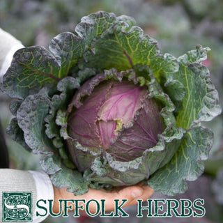 Suffolk Herbs Organic Cabbage Deadon F1