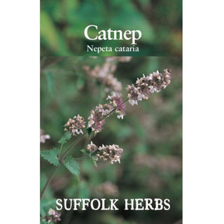 Suffolk Herbs Catnep
