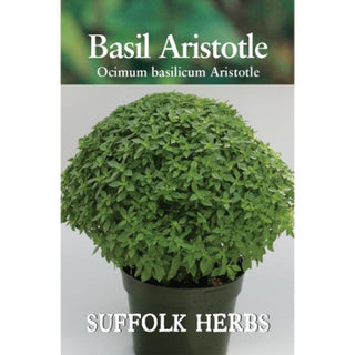 Suffolk Herbs Basil Aristotle
