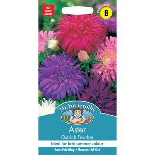 Mr Fothergills Aster Ostrich Feather