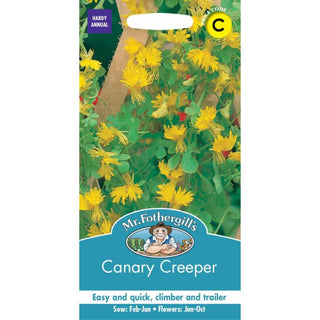 Mr Fothergills Canary Creeper