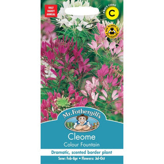 Mr Fothergills Cleome Colour Fountain