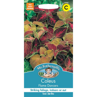Mr Fothergills Coleus Flame Dancers
