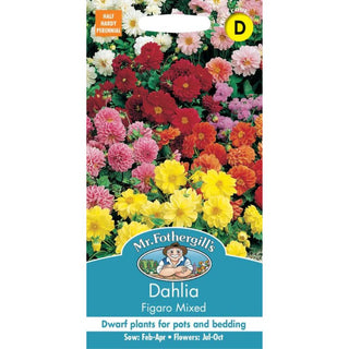Mr Fothergills Dahlia Figaro Mixed
