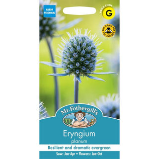 Mr Fothergills Eryngium planum