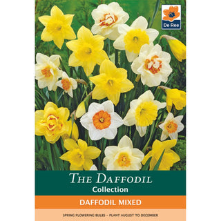 Daffodil Mixed
