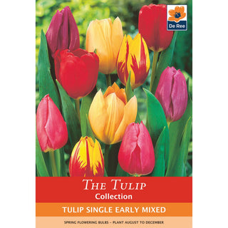 Tulip Single Early Mixed