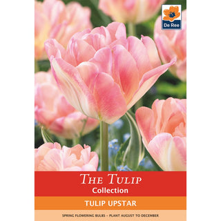 Tulip Upstar  (Double Late)