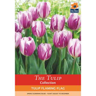 Tulip Flaming Flag (Triumph)